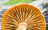 Gymnopilus luteus image