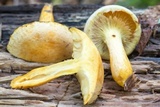 Gymnopilus luteus image