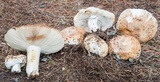 Russula compacta image