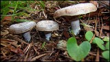 Lactarius paradoxus image
