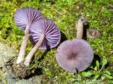 Laccaria amethystina image