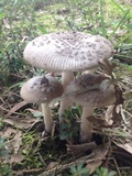 Amanita rhacopus image