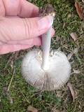 Amanita rhacopus image