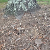 Amanita rhacopus image