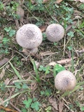 Amanita rhacopus image