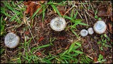 Lactarius paradoxus image