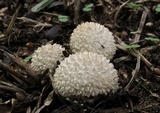 Lycoperdon curtisii image