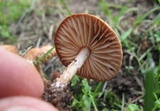 Marasmius oreades image