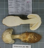 Amanita ravenelii image