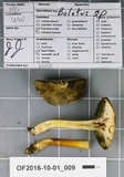 Boletus hypoxanthus image