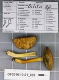 Boletus hypoxanthus image