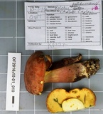 Boletus pallidoroseus image