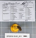 Cantharellus flavolateritius image