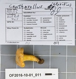 Cantharellus flavolateritius image