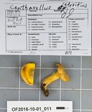 Cantharellus flavolateritius image