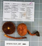 Cortinarius bolaris image
