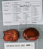 Fistulina hepatica image