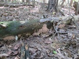 Ramaria stricta image