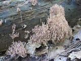 Ramaria stricta image