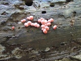 Lycogala epidendrum image