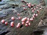 Lycogala epidendrum image