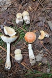 Amanita persicina image