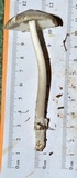 Amanita sect. Vaginatae image