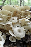 Polyporus umbellatus image