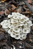 Polyporus umbellatus image
