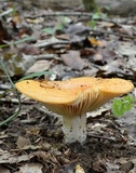 Lactarius peckii image