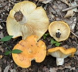 Lactarius peckii image