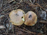 Suillus luteus image