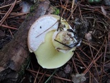 Suillus luteus image