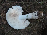 Amanita chrysoblema image