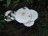Amanita chrysoblema image