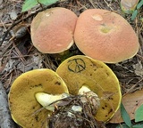 Boletus subluridellus image