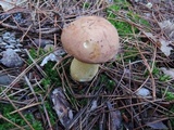 Tylopilus felleus image