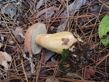 Tylopilus felleus image
