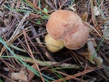 Tylopilus felleus image