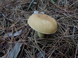 Tylopilus felleus image