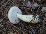 Tylopilus felleus image