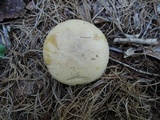 Boletus pallidus image