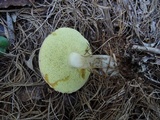 Boletus pallidus image