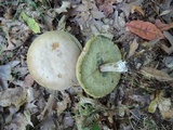 Boletus pallidus image