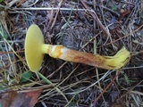 Suillus grevillei image
