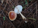 Rhodocollybia butyracea image