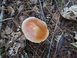Rhodocollybia butyracea image