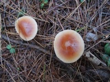 Rhodocollybia butyracea image