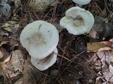 Entoloma abortivum image