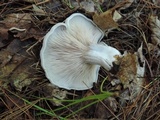 Entoloma abortivum image